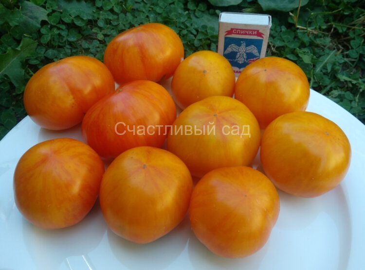 Dean’s Haley’s Rainbow (Радуга Хейли)