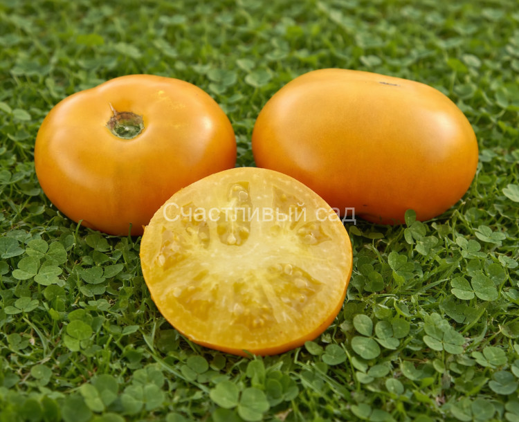 Couilles de Taureau Jaune (Куи де Торо Жун)