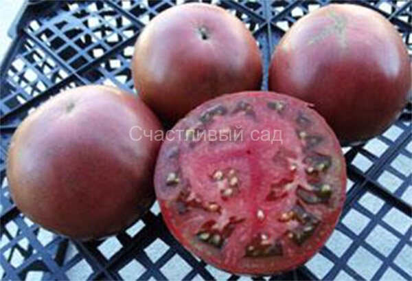 Indian Dark Violet Beefsteak (Темно-фиолетовый индейский бифштекс)