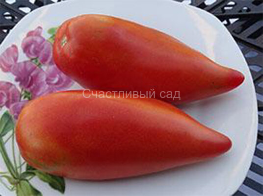 Pittman Valley Plum (Слива долины Питман) Pittman Valley Plum (Слива долины Питман)