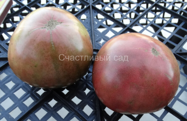 Dana’s Dusky Rose (Мглистая роза Дэна) Dana’s Dusky Rose (Мглистая роза Дэна)