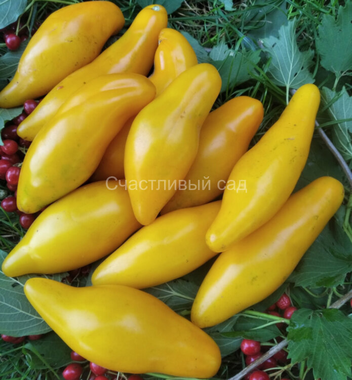 Bananu (Банану)