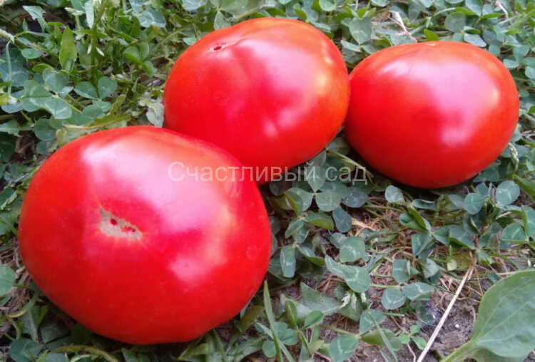 Минусинский лев (Minusinsk Lion)