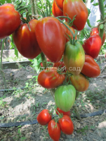 Italian Stallion (Итальянский жеребец)