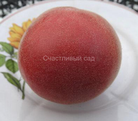 Седой принц