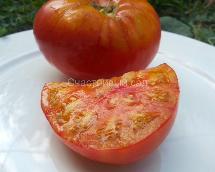 Звездная Пыль (Stardust)