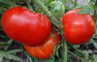 Липецкий красный крупный