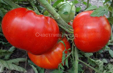 Липецкий красный крупный