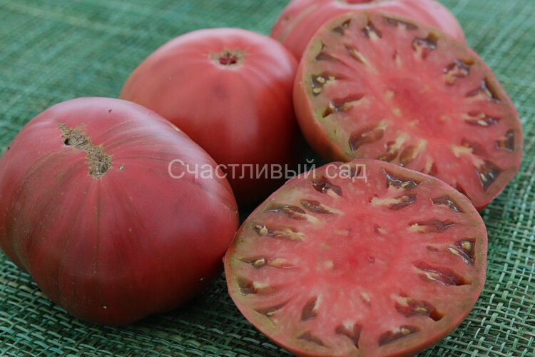 Indian Stripe (Индийский Полосатый)