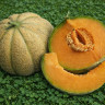 Дыня Ока