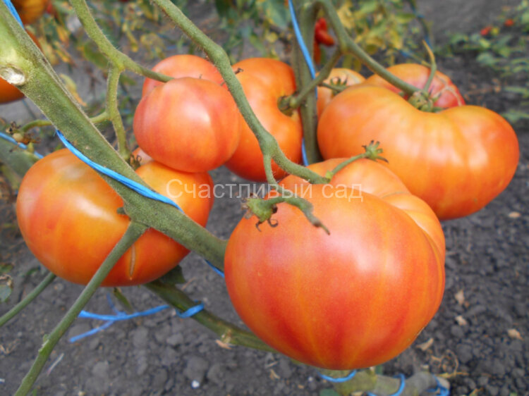 Вифлеемский огонь