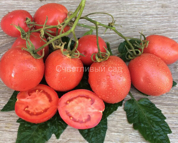 Pink Fresh (Пинк фреш)