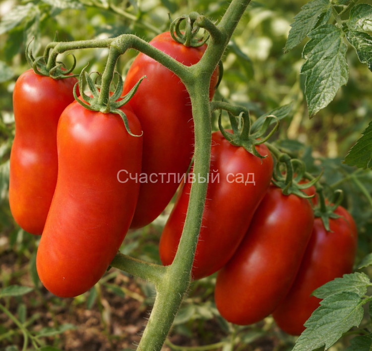 Минусинский перцевидный