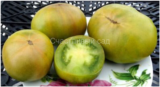 Dwarf Beryl Beauty (Гном Берилловая Красота)