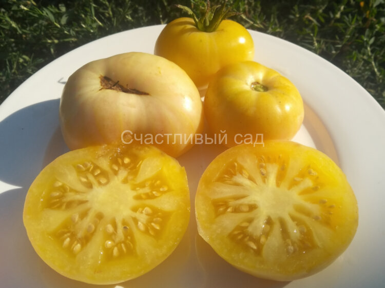 White Beauty (Белая красота, Белая красавица)