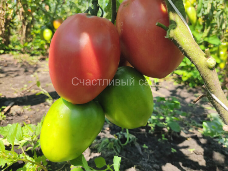 Kalman’s Hungarian Pink (Кальмана Венгерский розовый) Kalman’s Hungarian Pink (Кальмана Венгерский розовый)