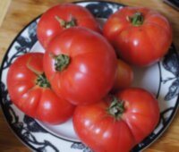 Dwarf Arctic Rose (Гном Арктическая роза, Гном Арктик Роуз)