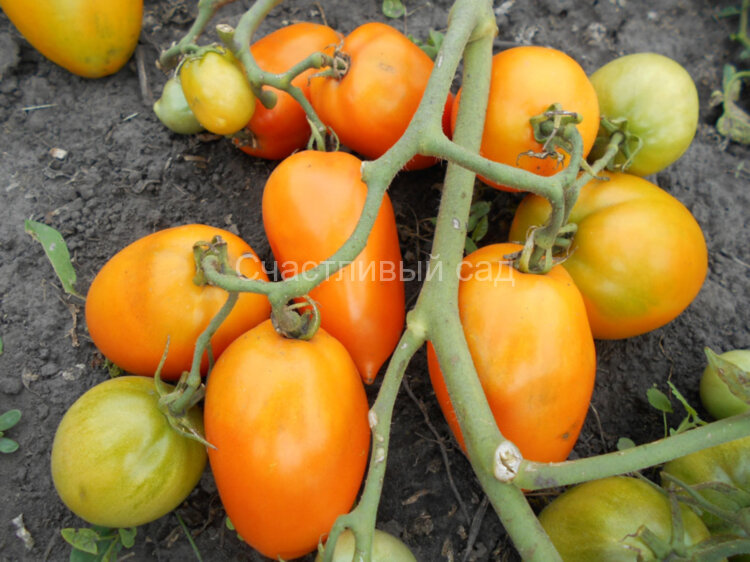 Полтавская галушка