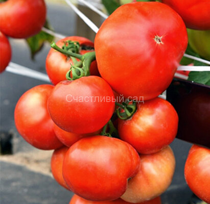 Король рынка №7 Король рынка №7