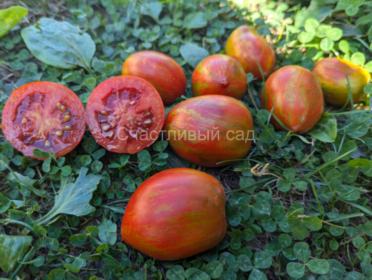 Dwarf Audrey's Love (Гном Любовь Одри)