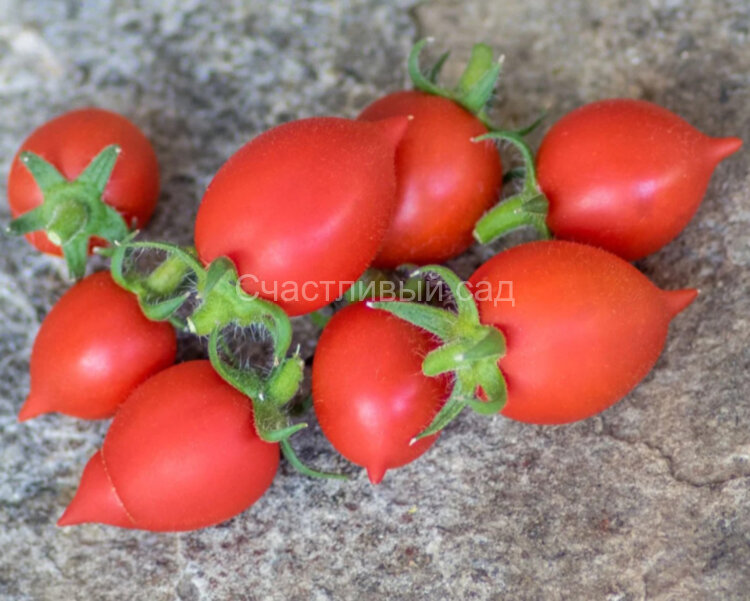 Microdwarf Little Heartbreaker (Микрогном Маленький Сердцеед)