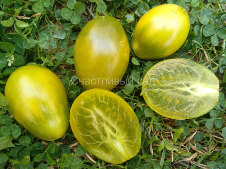 Изумрудная груша