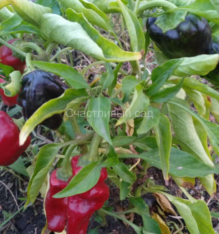 Перец Черный конь