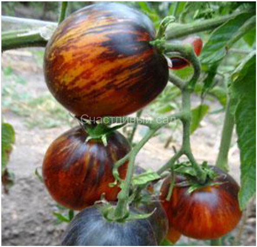 Dwarf Damascus Steel (Гном Дамасская сталь)