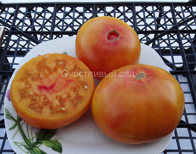 Dwarf Awesome (Гном Удивительный)