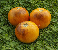 Golden Tiger (Золотой тигр)