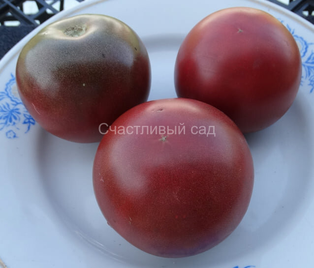 Korney's Cross (Гибрид Корнея)