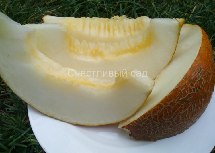 Дыня Славия