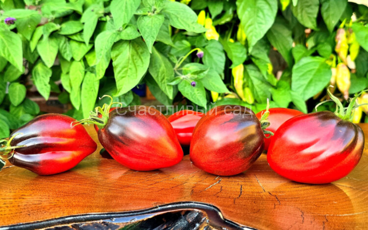 Бронзовые носики сержанта Пеппера (Sgt. Pepper's bronze noses)