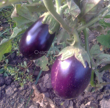 Баклажан Испанский сладкий