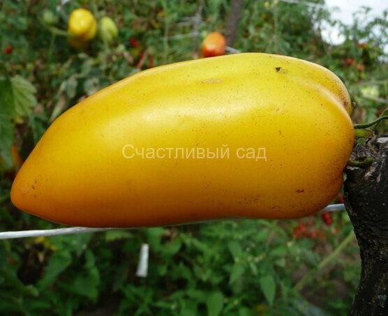 тюльпан желтый 1.jpg . Тюльпан оранжевый