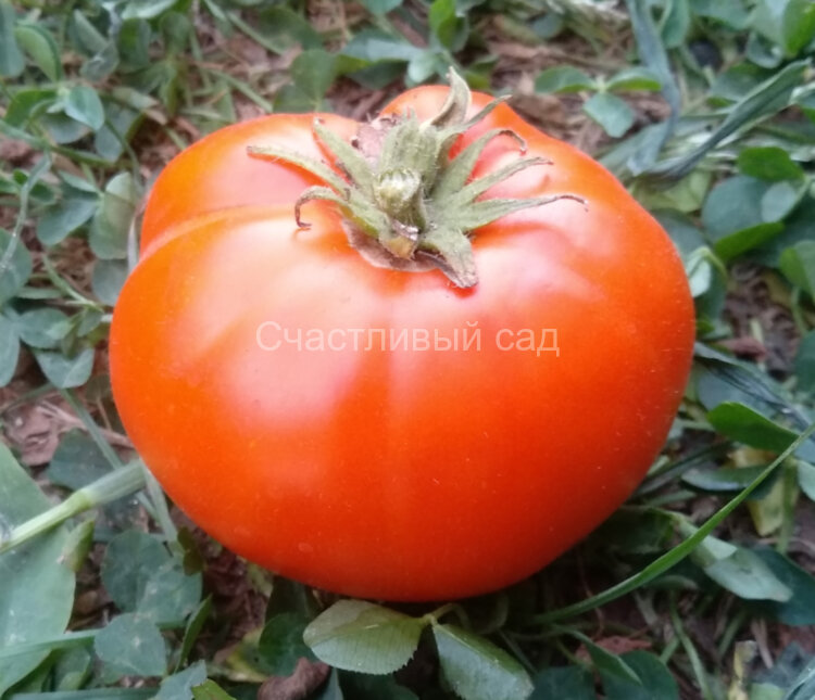 Dwarf Blazing Beauty (Гном Сияющая красота)