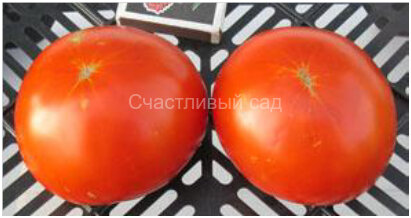 Homestead-24 (Ферма-24)