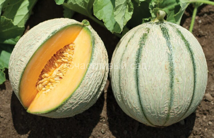 Дыня Сладкоежка