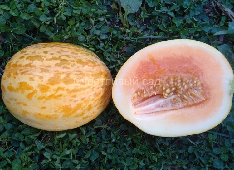 Дыня Delice De La Table - 2