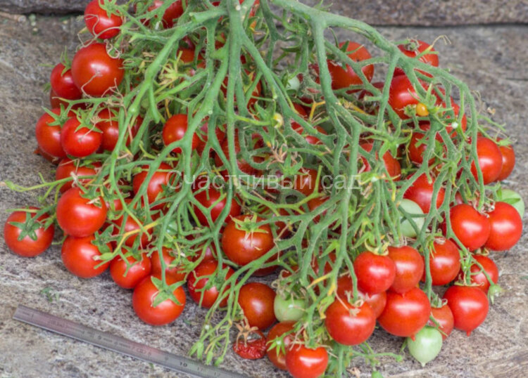 Geranium Kiss (Поцелуй герани)