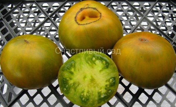 Киви.jpg . Киви (Kiwi)