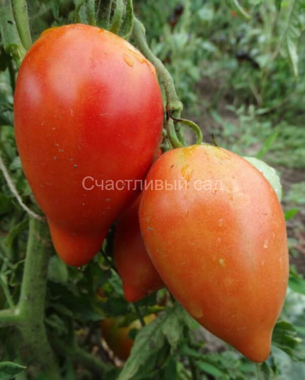 Japanese Oxheart (Японское Бычье сердце)