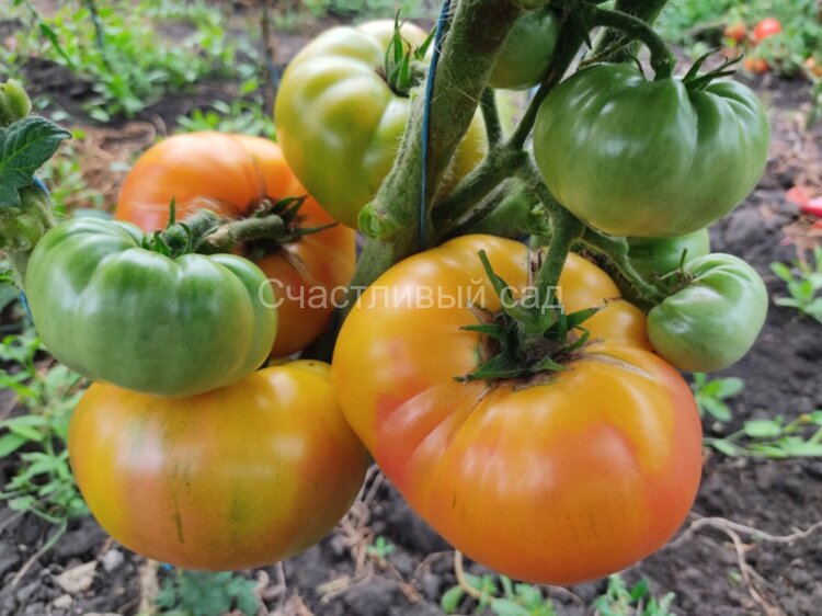 Dwarf Caitydid (Гном Кайтидид)