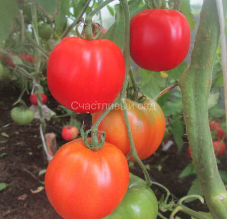 Jumper (Джемпер)