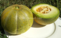 Дыня Тендраль