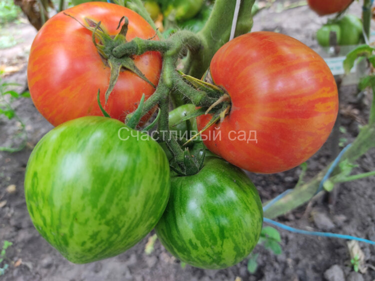 Edith Stone dwarf (Гном Эдит Стоун)