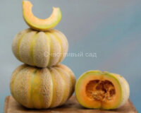 Дыня Золотая Дженни (Golden Jenny)