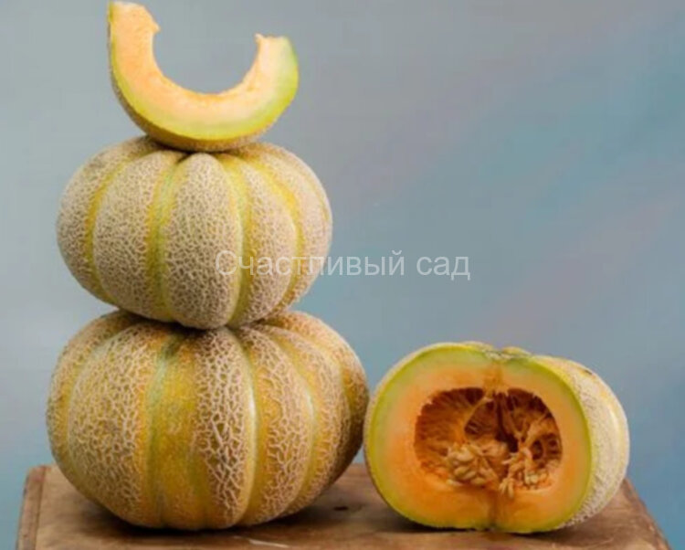 Дыня Золотая Дженни (Golden Jenny)