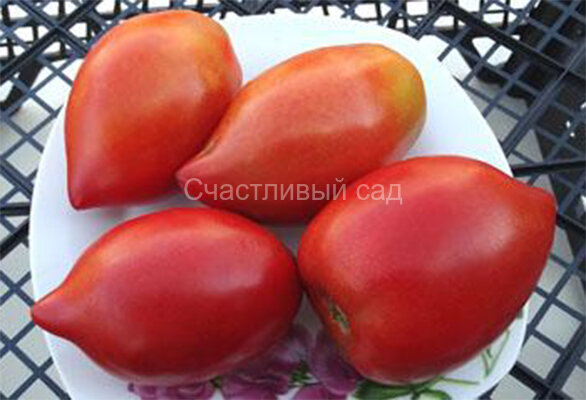 Matt d'Imperio (Мэт Империо)