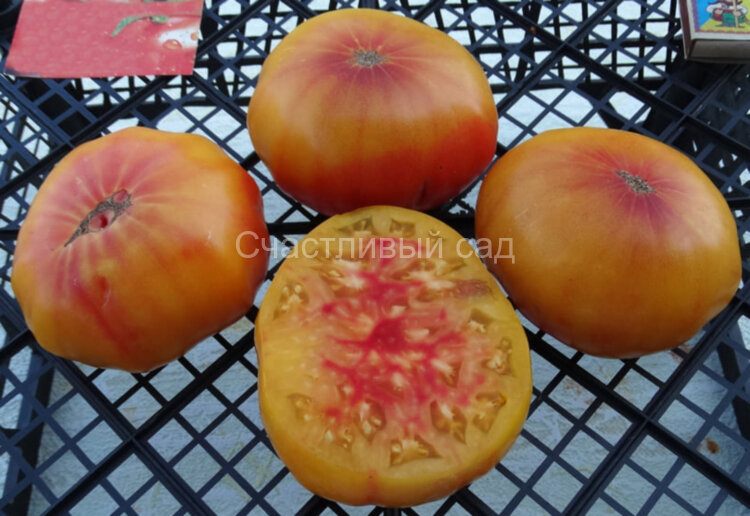 Georgia Streak (Джорджия полосатая) 